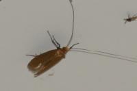 Nematopogon adansoniella