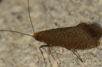 Nematopogon adansoniella