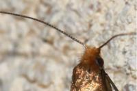 Nematopogon adansoniella