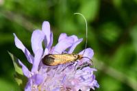 Nemophora metallica