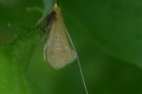 Nematopogon adansoniella