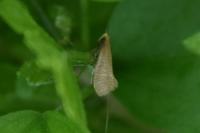 Nematopogon adansoniella
