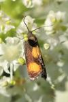 Pammene aurana