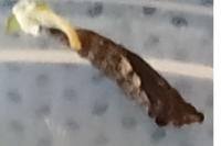 Scythropia crataegella