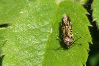 Pancalia leuwenhoekella