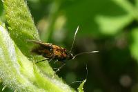 Pancalia leuwenhoekella