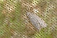 Isotrias stramentana