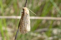 Isotrias stramentana