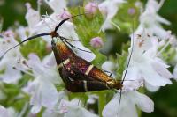 Adela australis