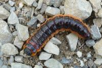 Cossus cossus