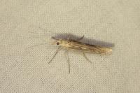 Ypsolopha mucronella