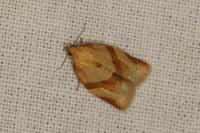 Clepsis consimilana