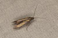 Ochromolopis ictella
