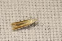 Coleophora