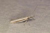 Pleurota ericella