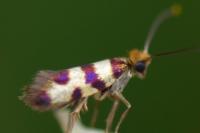 Micropterix completella