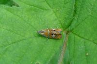 Olethreutes arcuella