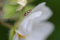 Micropterix completella