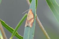 Clepsis consimilana