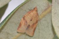 Clepsis consimilana