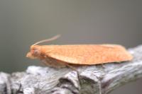 Clepsis consimilana