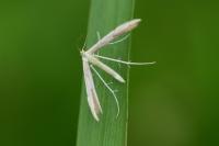 Adaina microdactyla