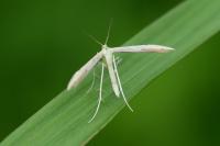 Adaina microdactyla