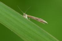 Adaina microdactyla