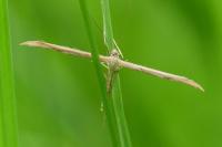 Emmelina monodactyla