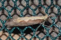 Plutella xylostella