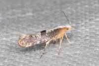 Argyresthia spinosella