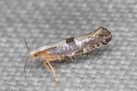 Argyresthia spinosella