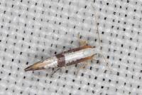 Argyresthia spinosella