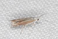 Isophrictis