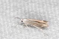 Isophrictis