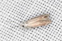 Isophrictis