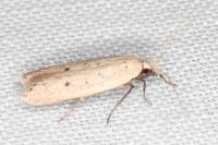Nothris verbascella