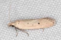 Nothris verbascella