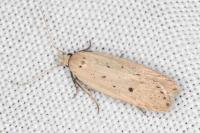 Nothris verbascella