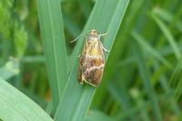 Ptycholoma lecheana
