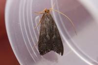 Eurodachtha pallicornella
