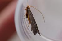 Eurodachtha pallicornella