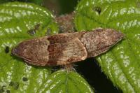 Syndemis musculana