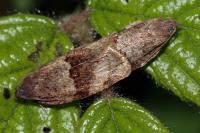 Syndemis musculana