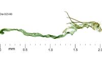 Coleophora trigeminella