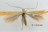 Coleophora trigeminella