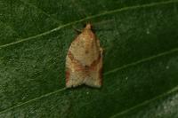Clepsis consimilana