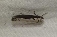 Ethmia bipunctella