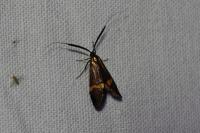 Nemophora