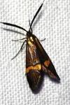 Nemophora